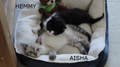 hemmy&aisha45