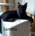 Sandro1